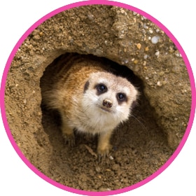 A cute meerkat peaking out of its habitat.