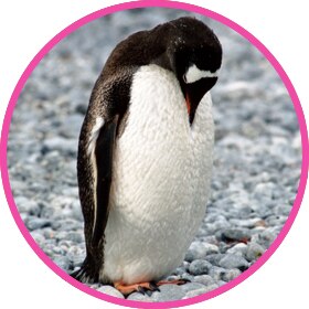 Penguin trying to camouflage with the snow