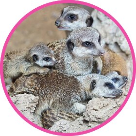 A cute meerkat baby surrounded by its meerkat family.