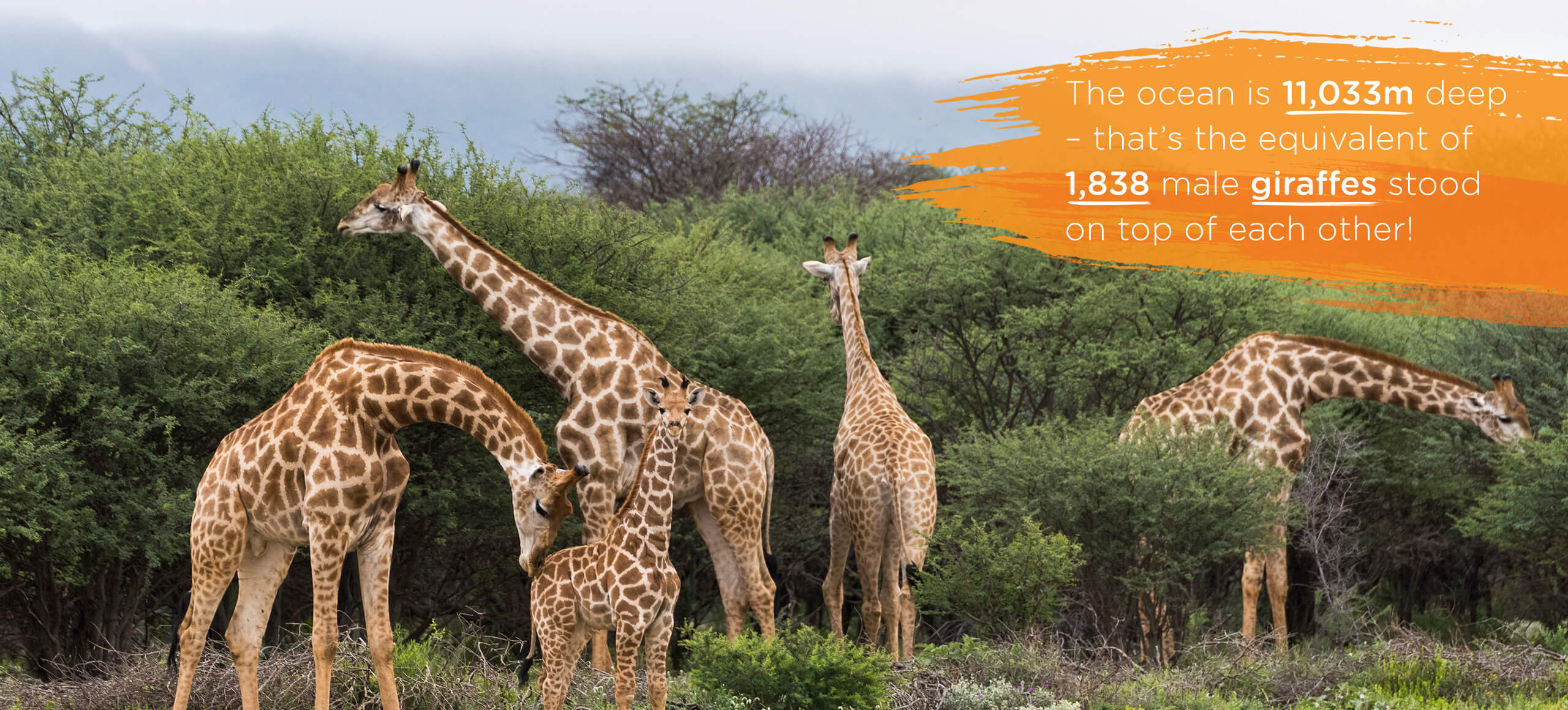 Giraffes in group