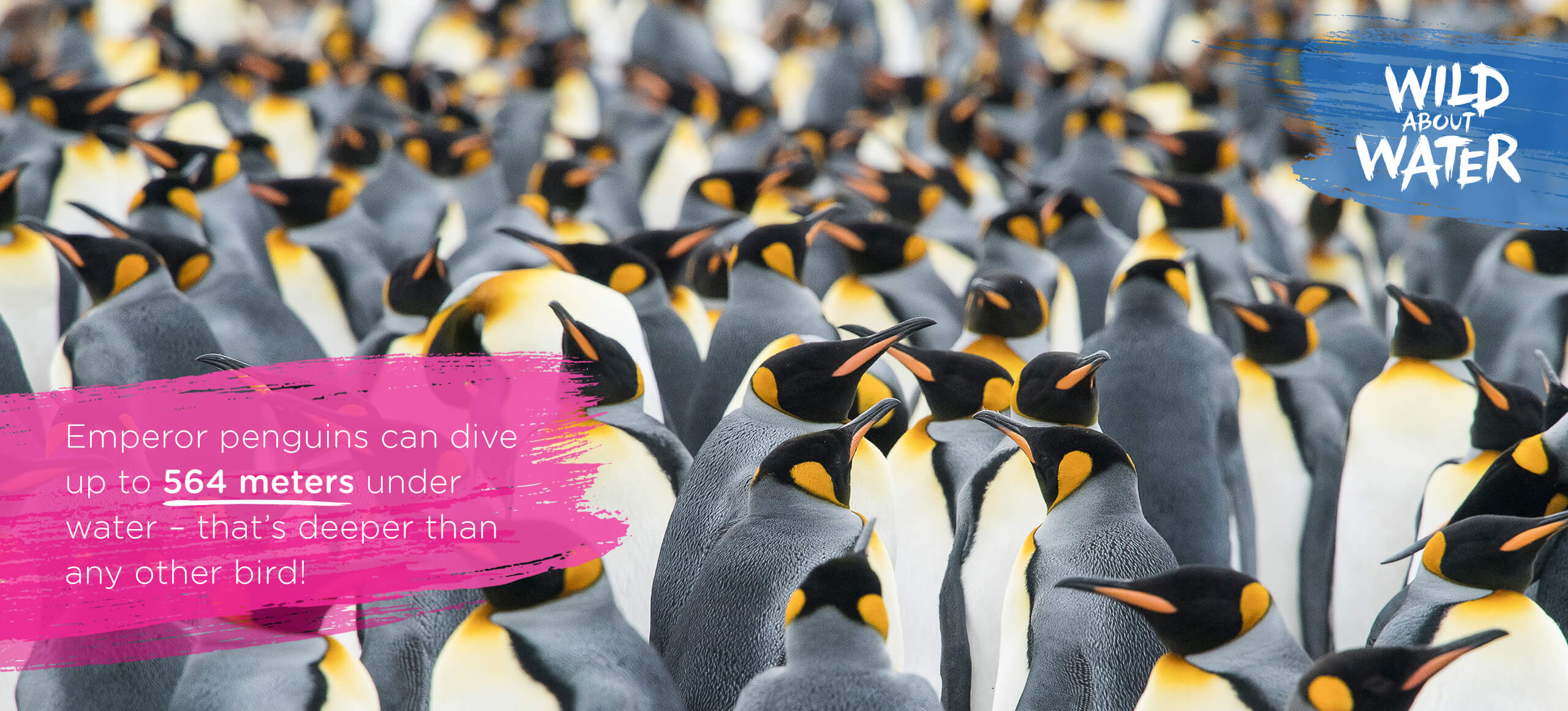 Emperor Penguins