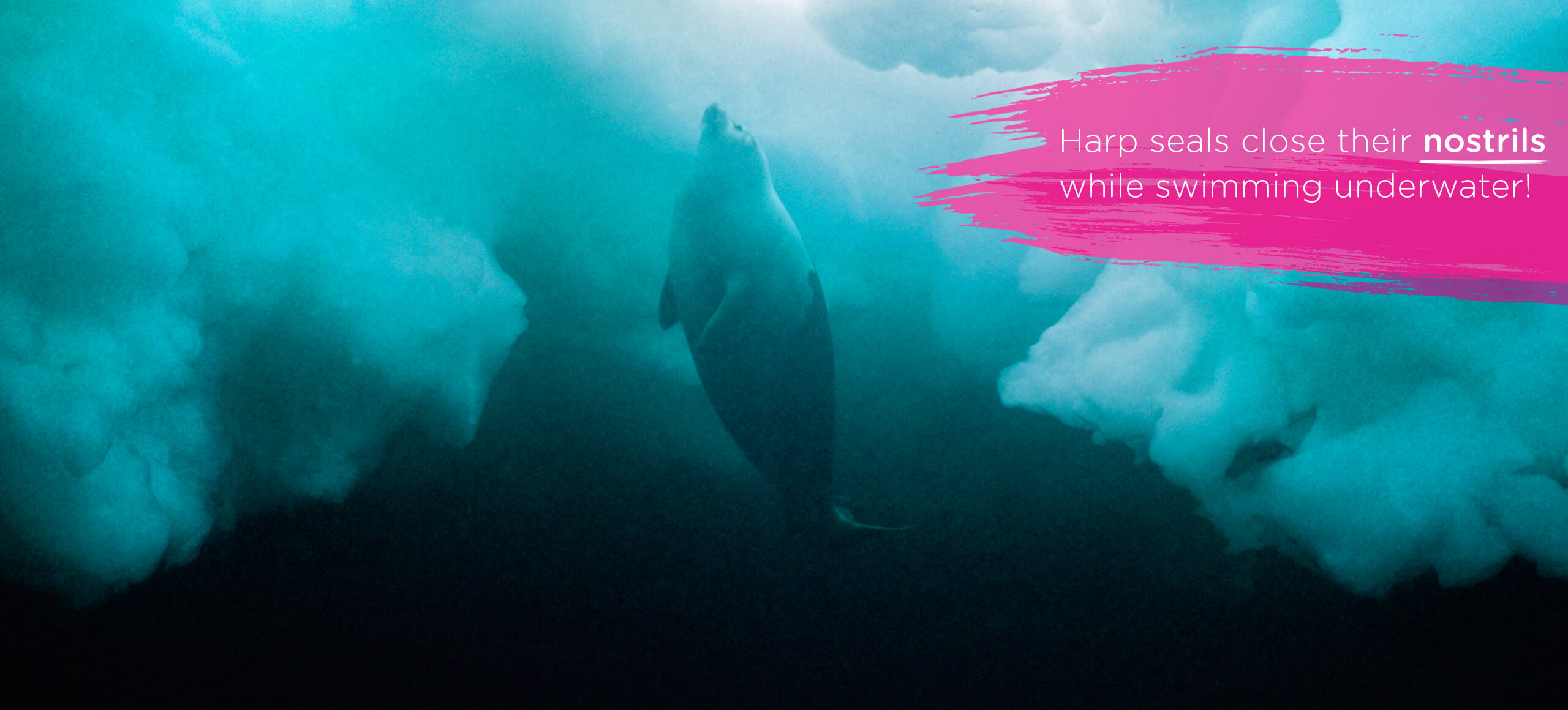 Top Tips Harpseal