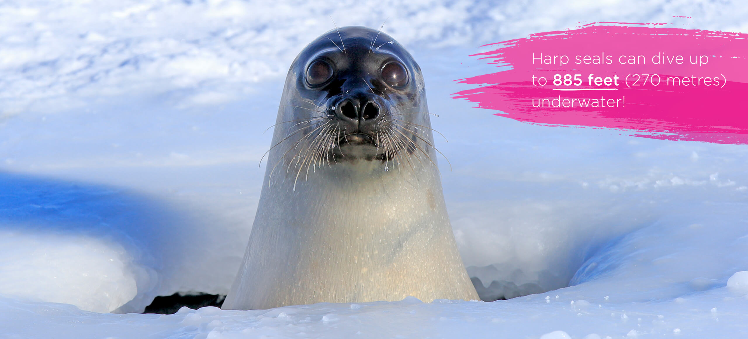 Harp Seals