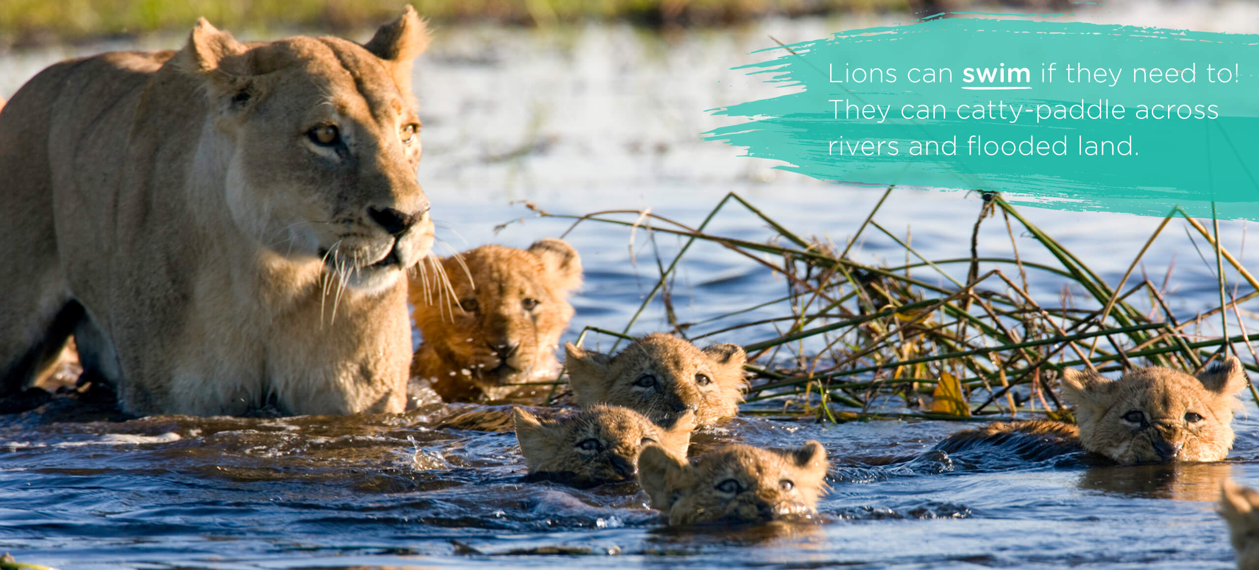 Top tips lion