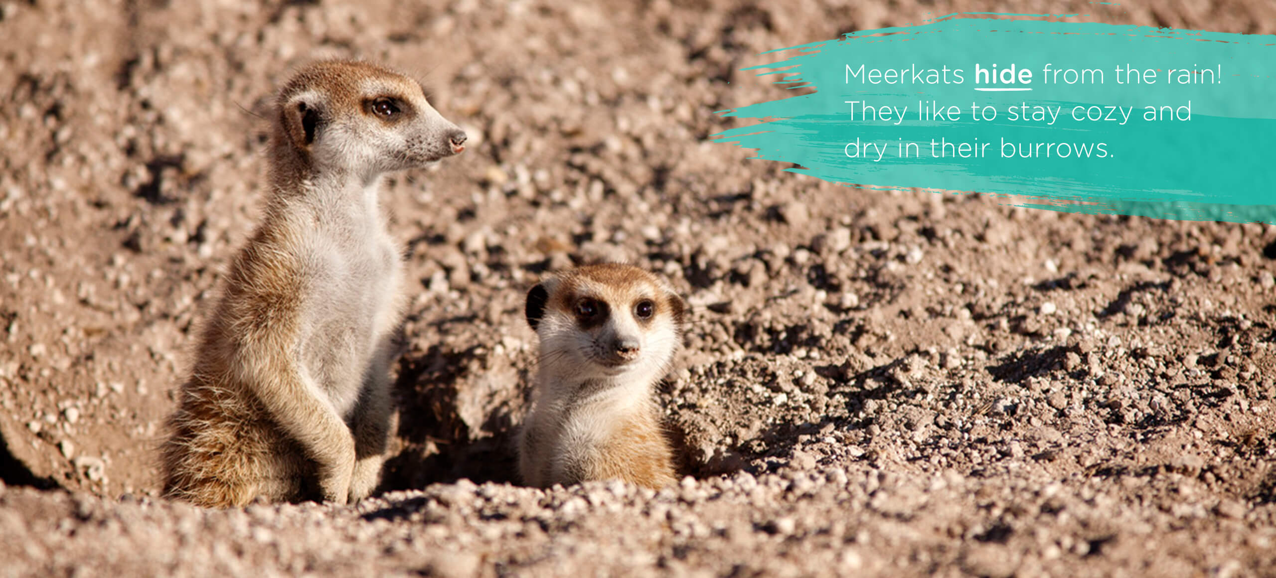 Meerkats
