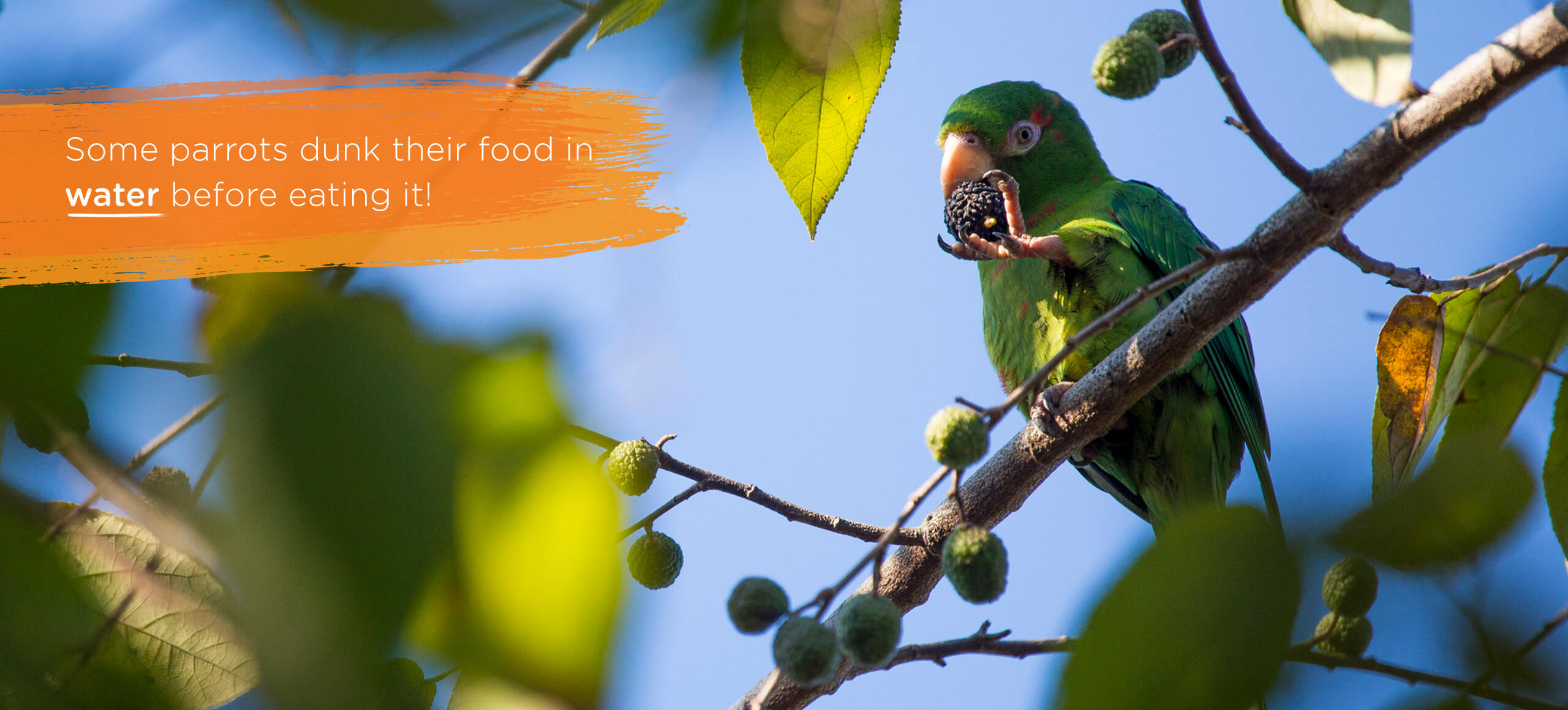 Parrots