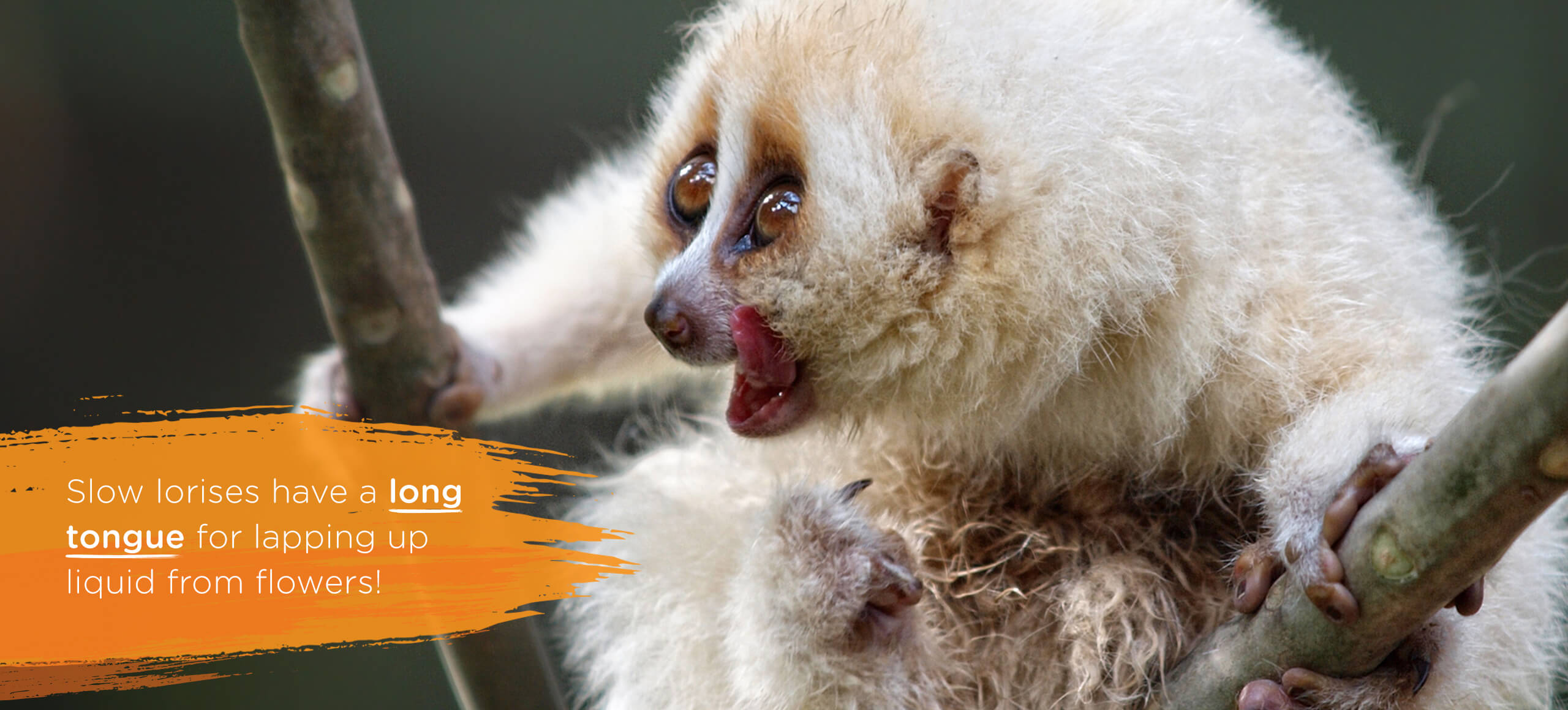 Slowloris