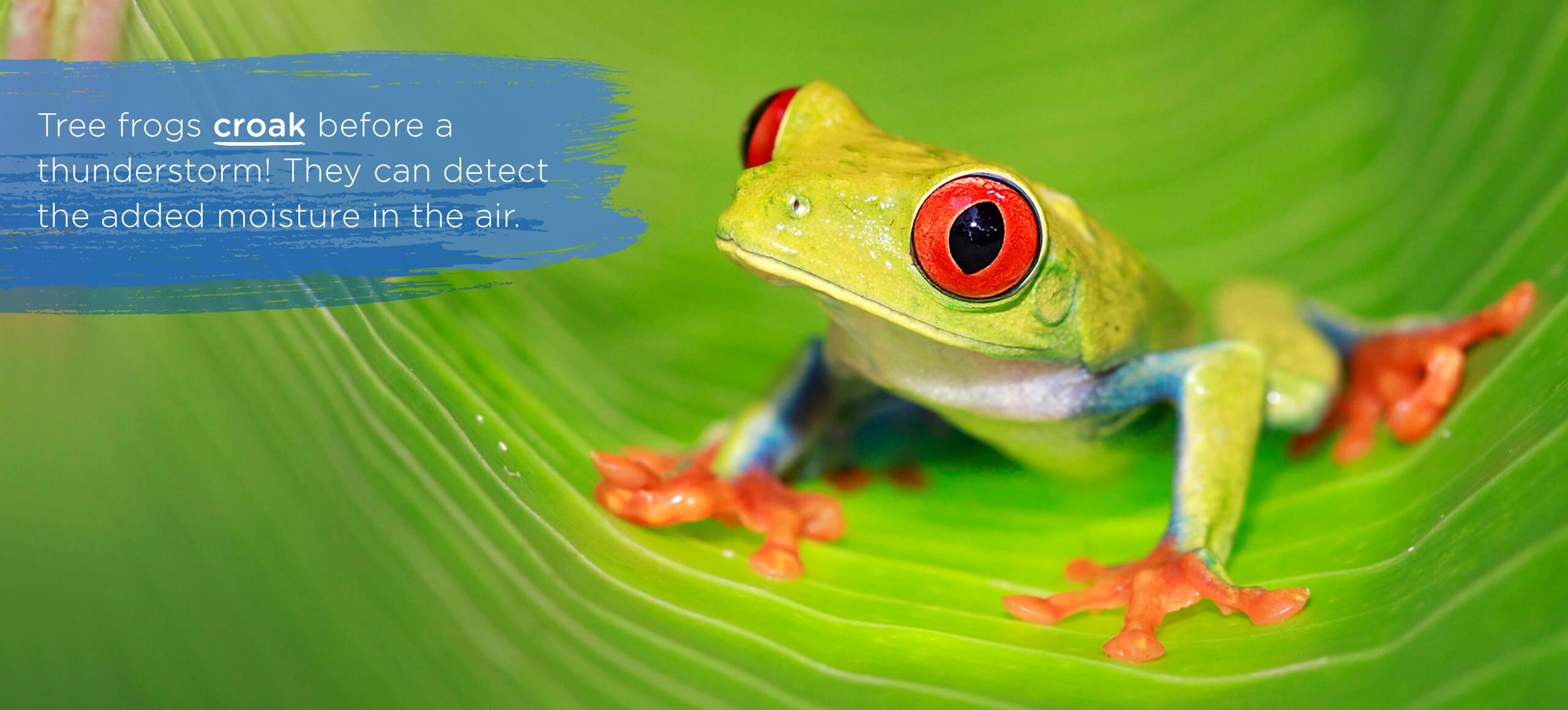 Top tips Frogs