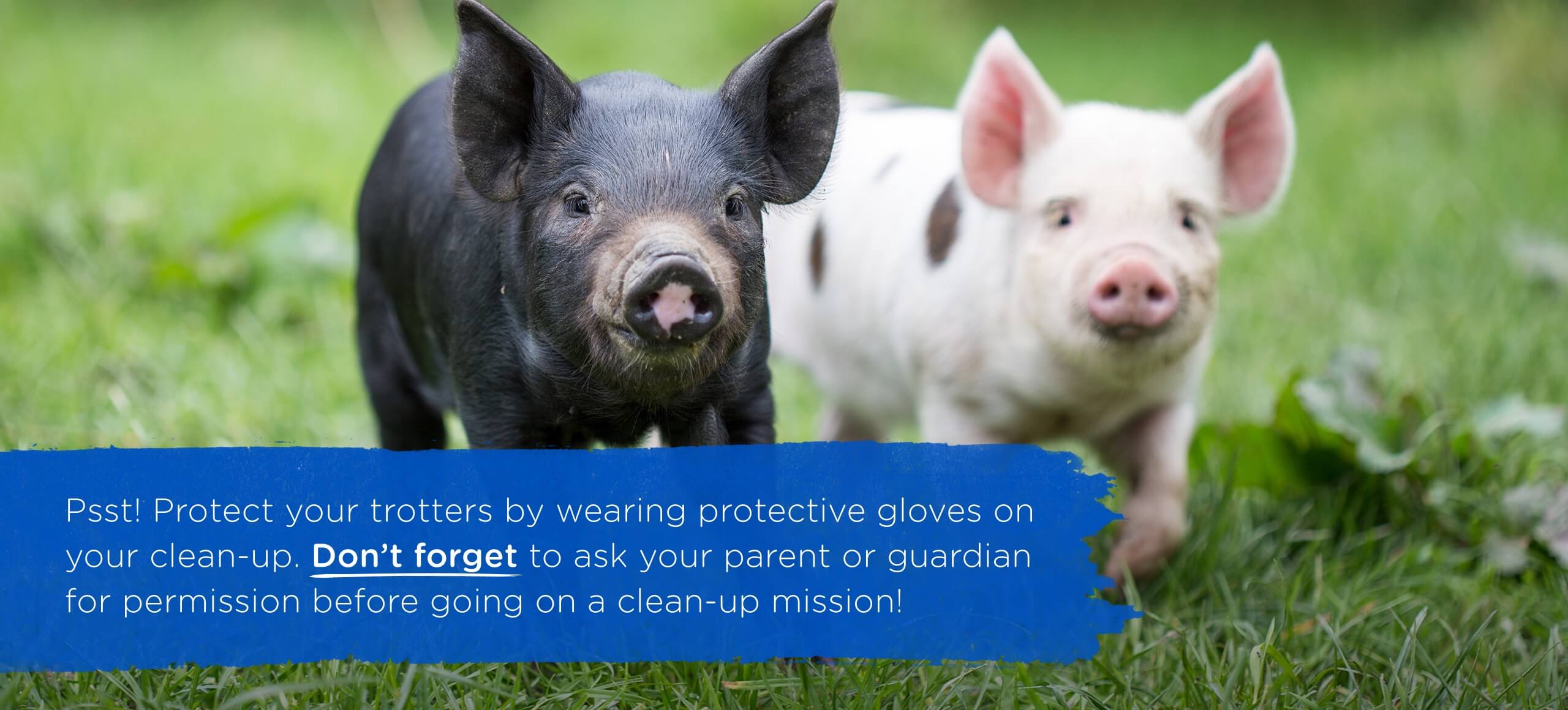 nestle pure life happy pigs running outdoor