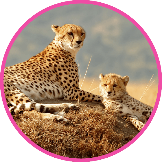 nestle pure life cheetahs looking out