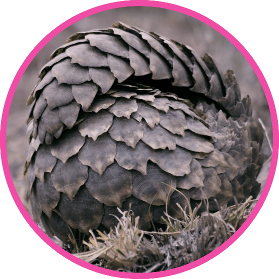 nestle pure life pangolin rolled into ball