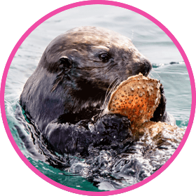 nestle pure life sea otter holding shell