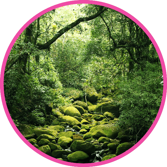nestle pure life very green forest