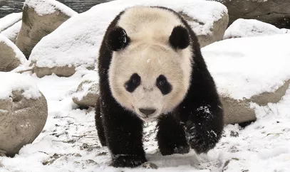 A giant panda is walking on ice like rock near a water body