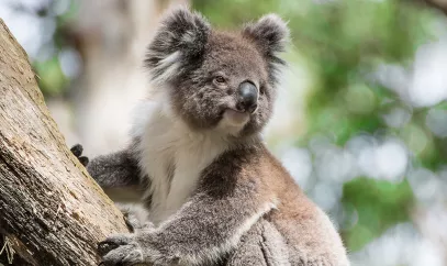 koala bear lives on trees mainly eucalpytus or gum