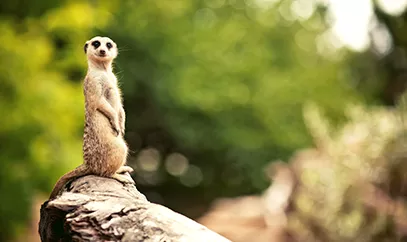 A meerkat in its natural habitat