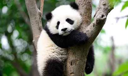 A tree hugging giant panda