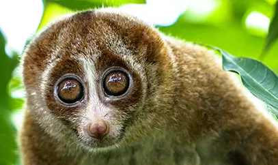 Close up of a slow loris in its natural habitat