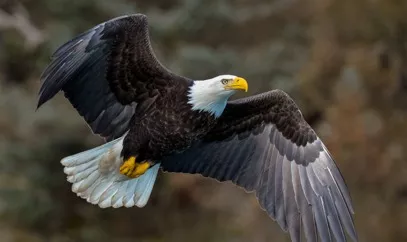 an eagle flying