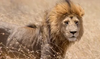 nestle pure life lion in the savanna