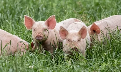 nestle pure life a litter of pigs hiding in the grass