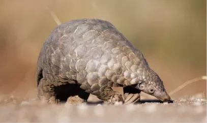 Pangolin in pure nature