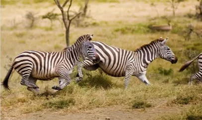nestle pure life zebras running