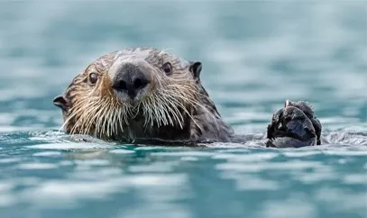 nestle pure life sea otter in water