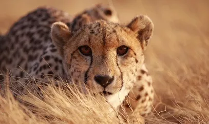 nestle pure life cheetah lying in grass