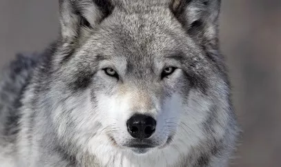 nestle pure life wolf with snow on its nose