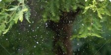 Green lush vegetation of the Australian rainforest.