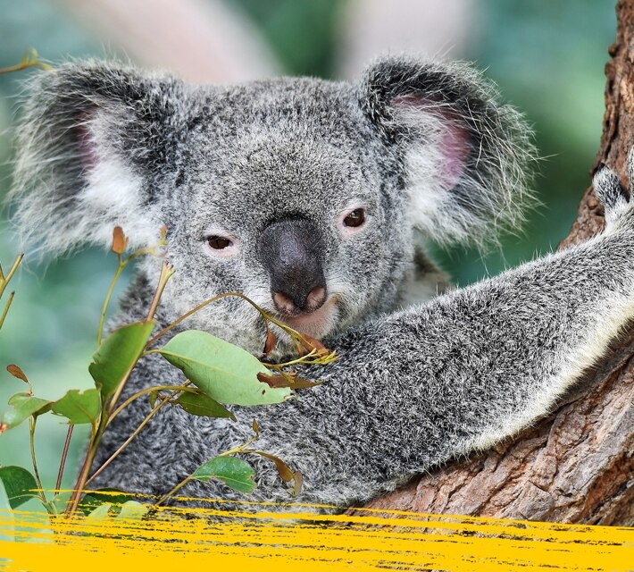 Koala hugging a tree in the wilderness. 