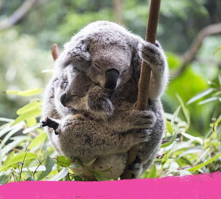 Sleeping koala bear hugging a branch in the Australian rainforest. 