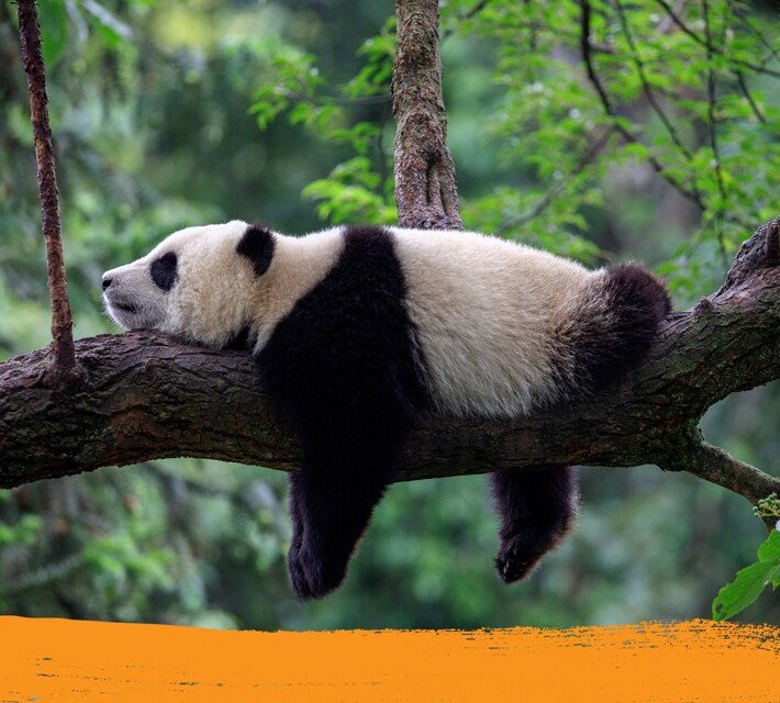 A sleeping panda on a tree in its natural habitat. 