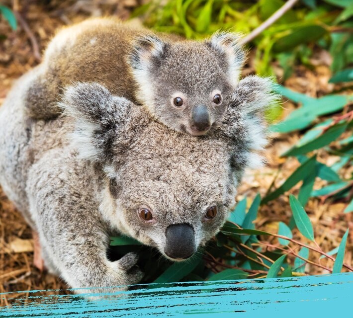 A koala bear mother with baby in their natural habitat in Australia. 