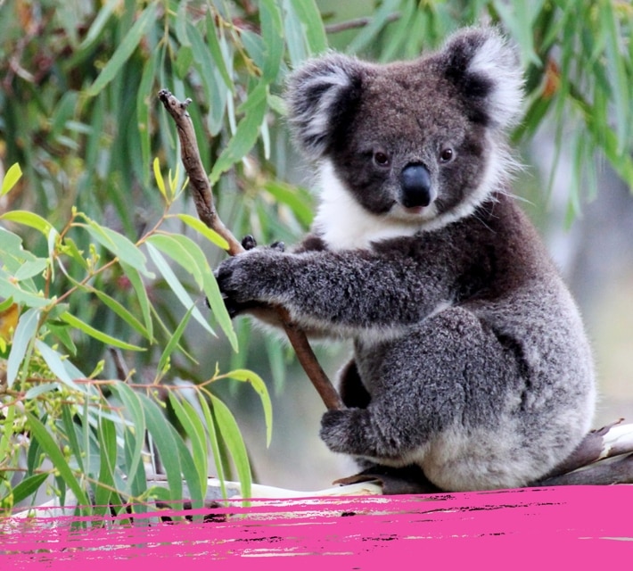 A close up of Australian wildlife. A koala on an eucalyptus tree.