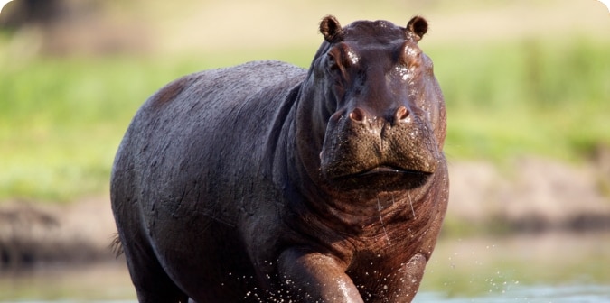 Hippos