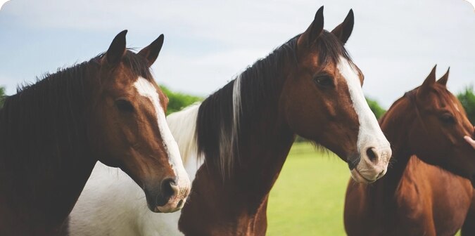 Horses
