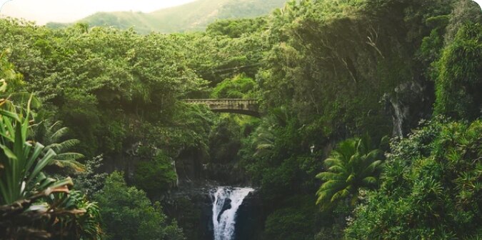 Rain forests