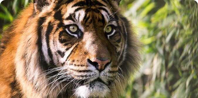 Tigers