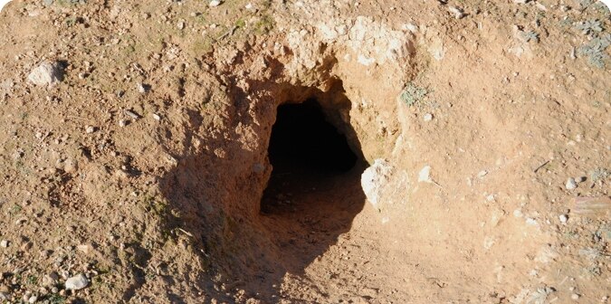 Underground burrows