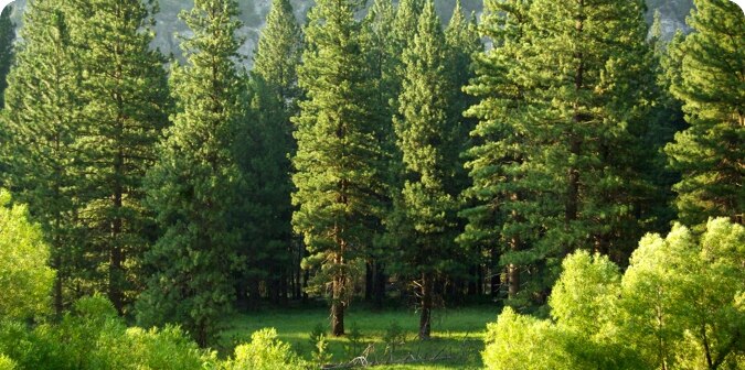 Up trees
