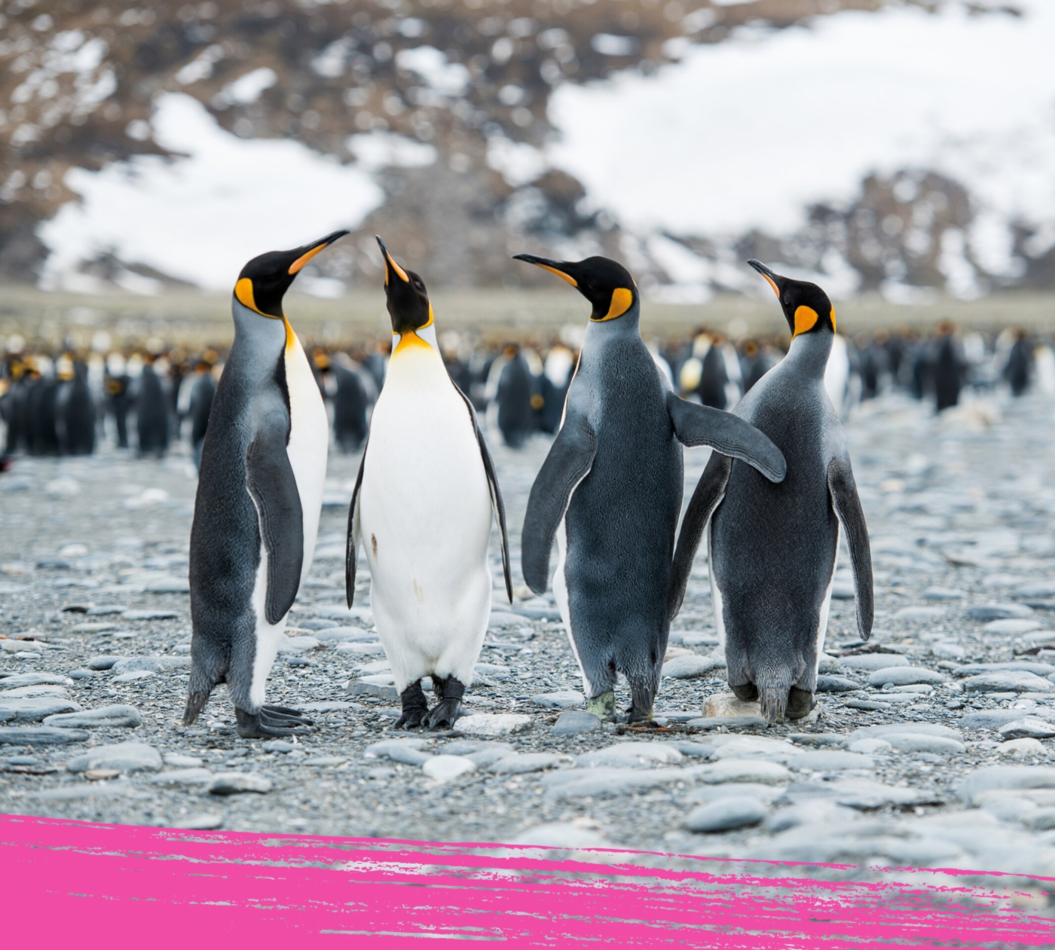 Group of emperor penguin standing close to each other