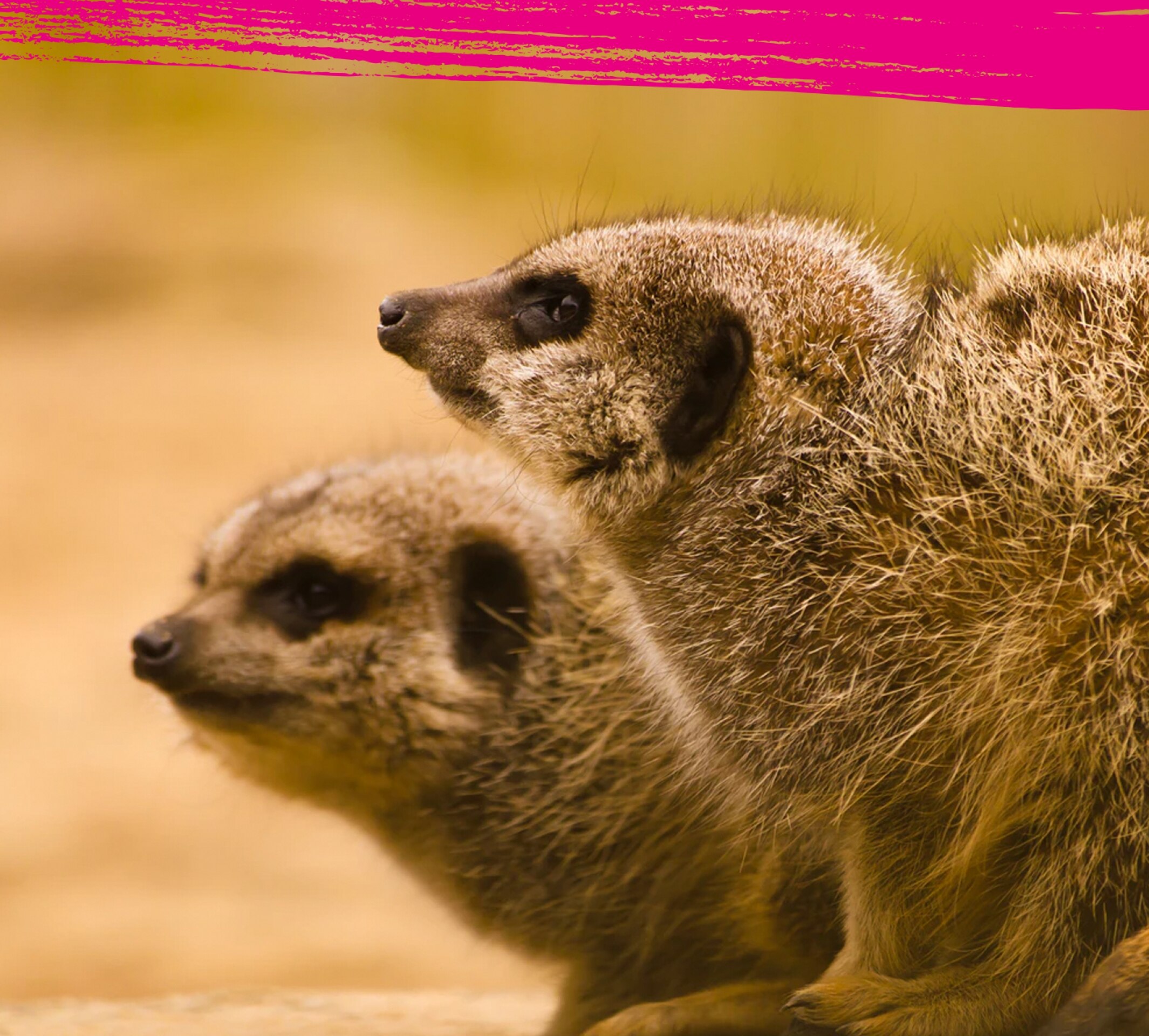 Group of meerkats staring at something
