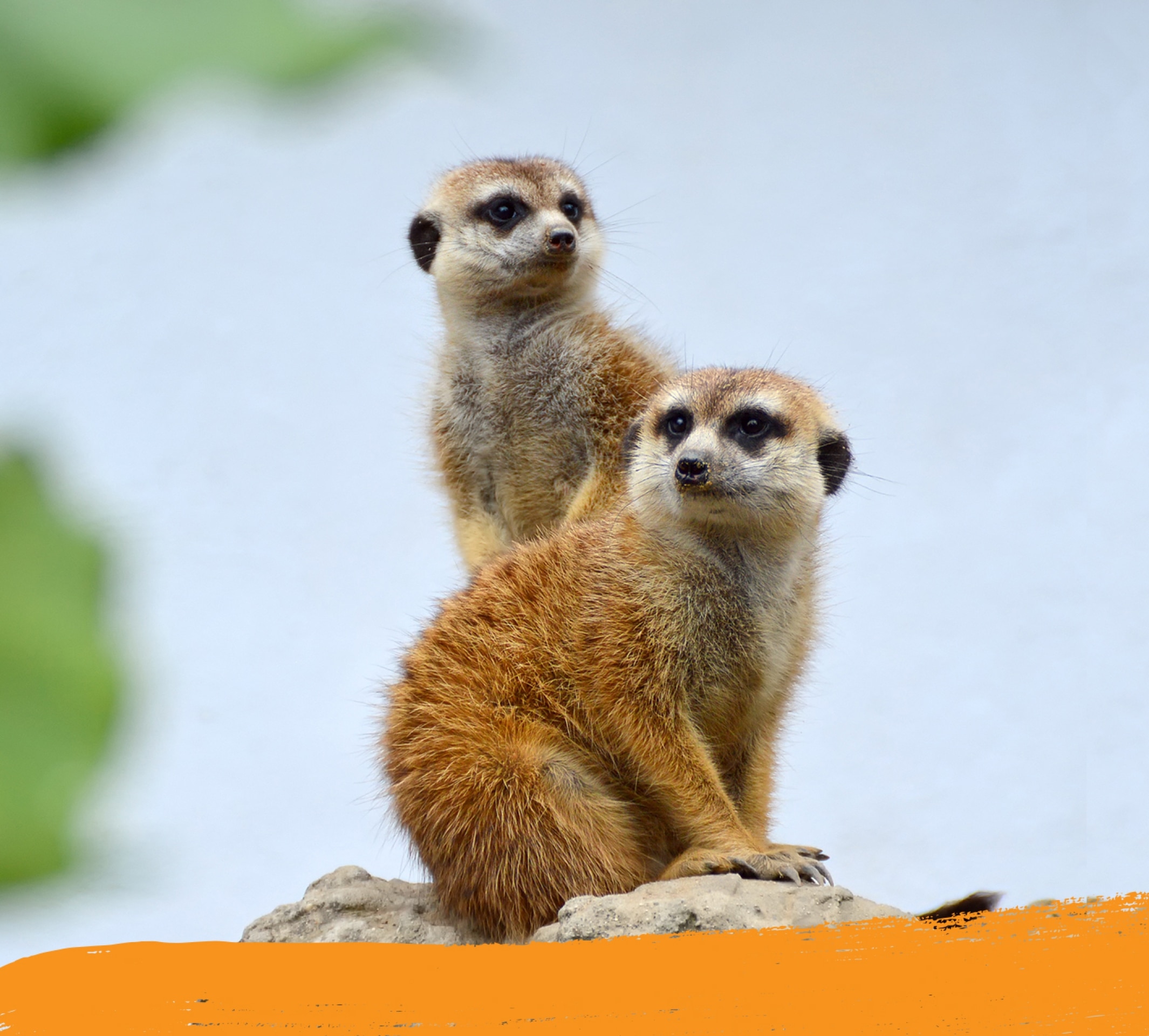 Two meerkats standing