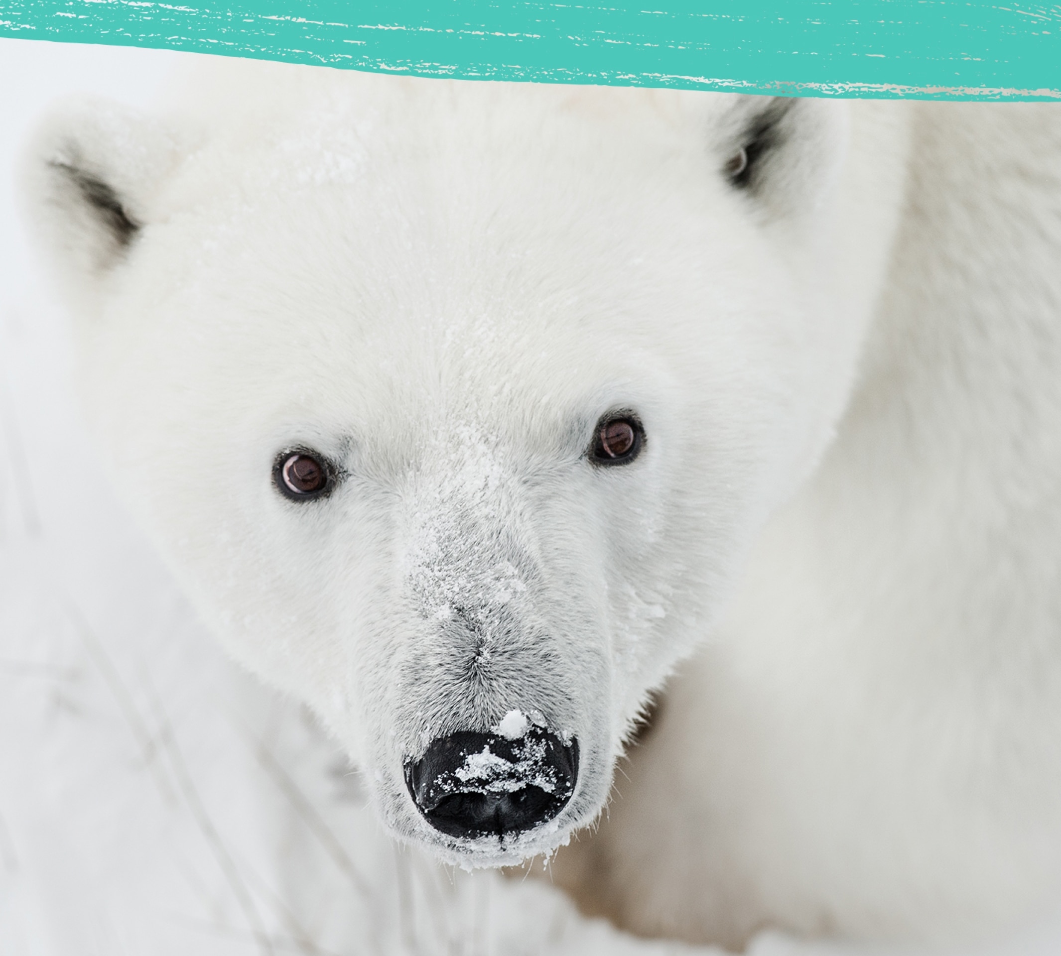 Close up of a polar bear