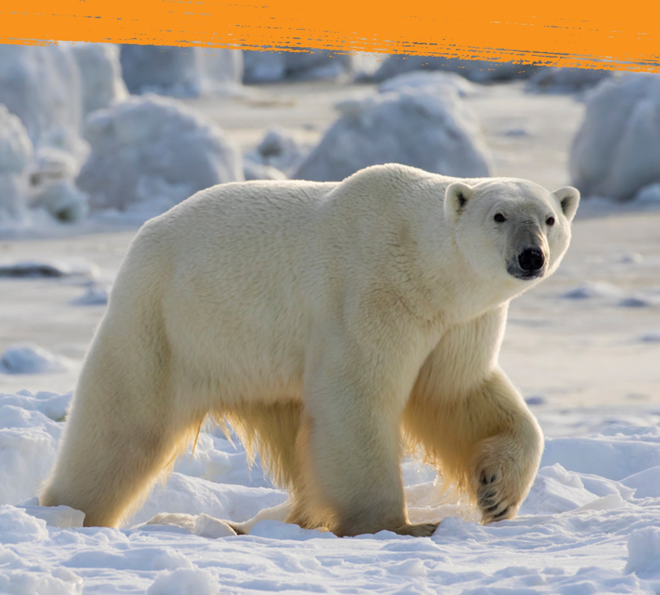 Lonely polar bear surronded by arctic snow