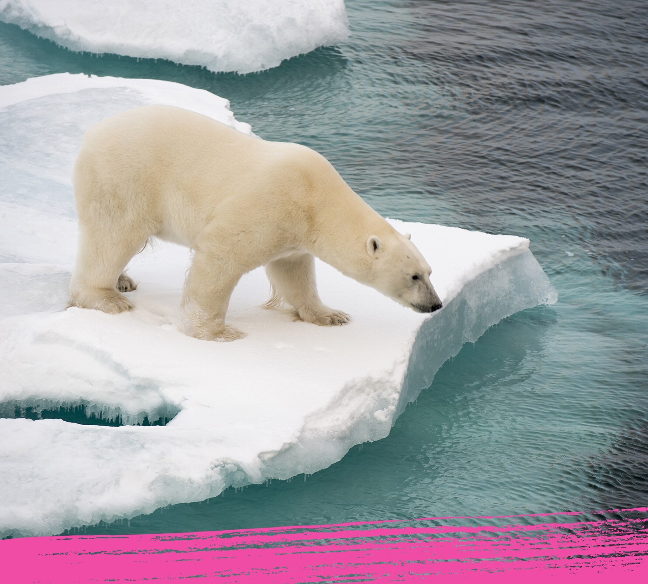 Polar bear with its two cubs