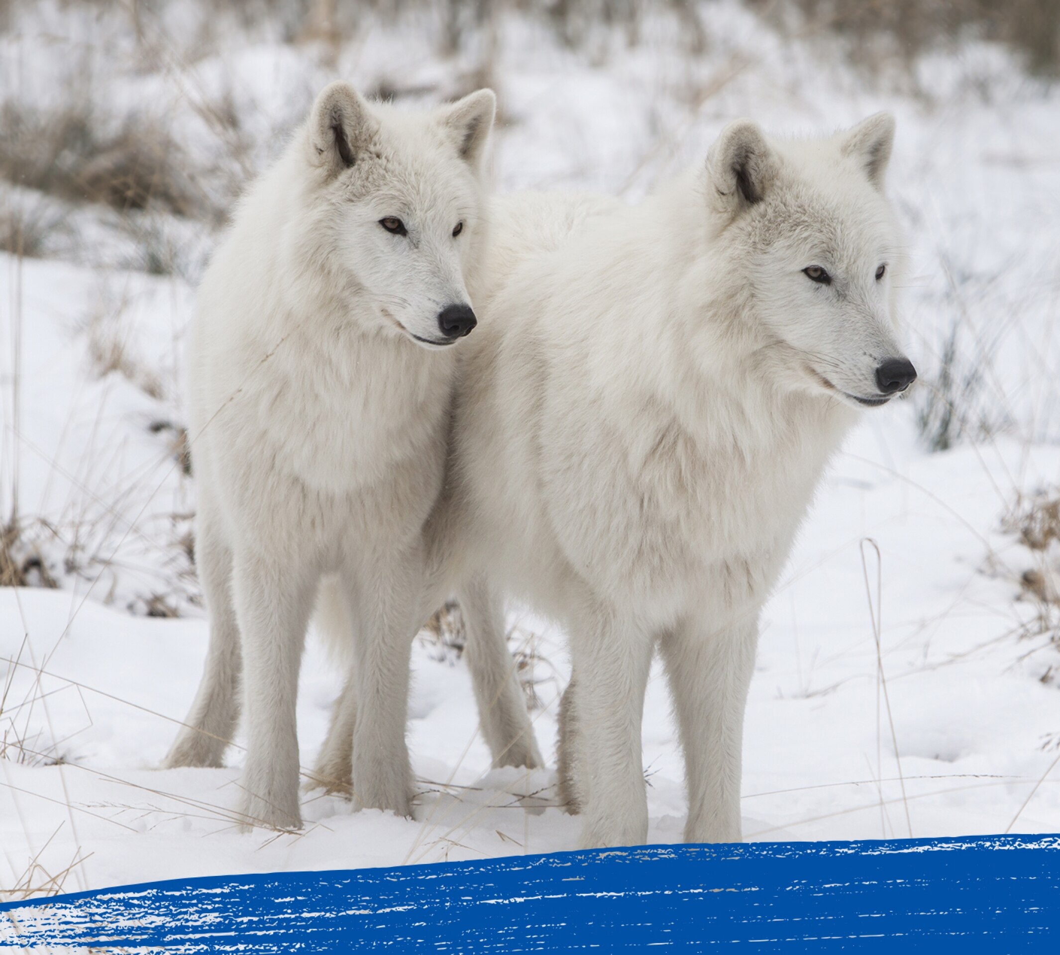 Two arctic wolves staring at something