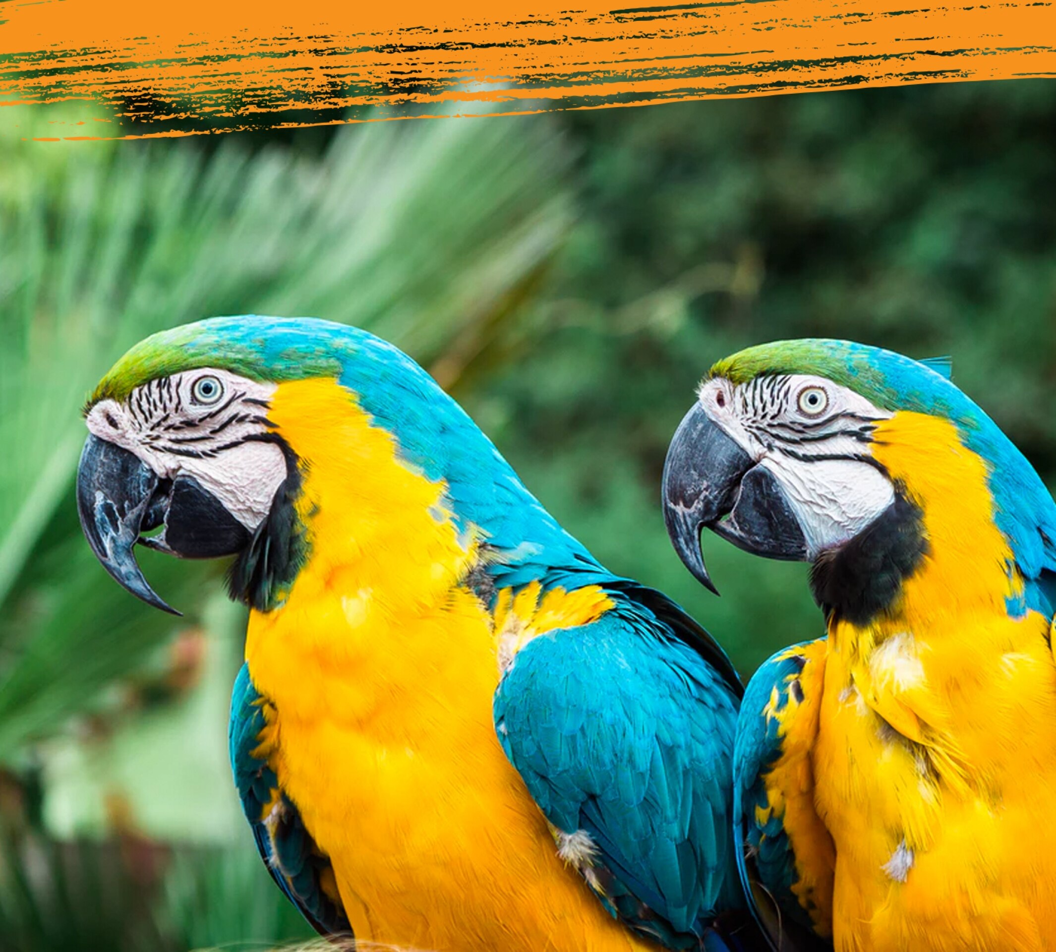 Two blue and gold macaws looking at each other